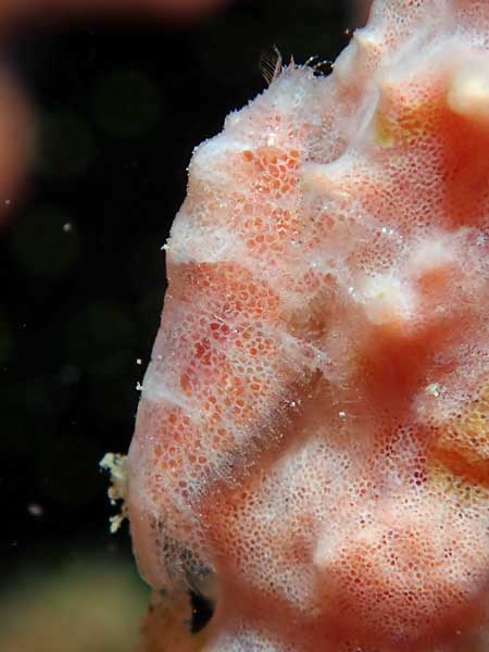 Buceo Anilao