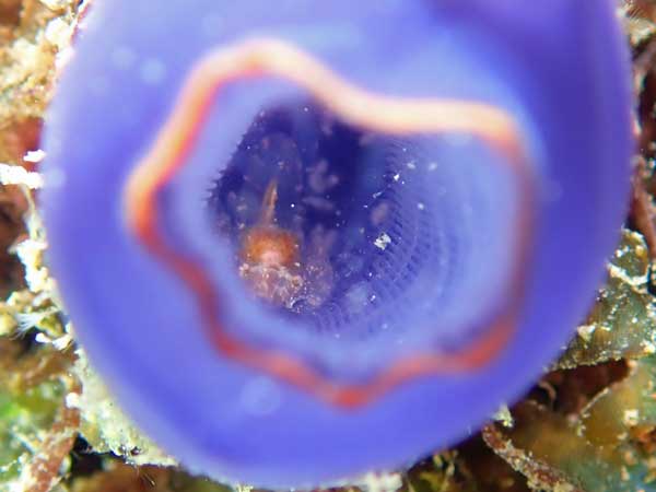 Buceo Anilao