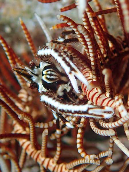 Buceo Anilao