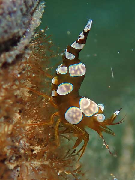 Buceo Anilao