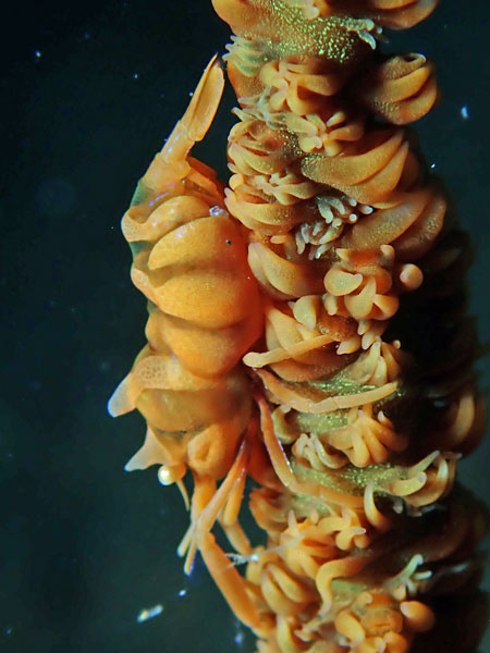 Buceo Anilao