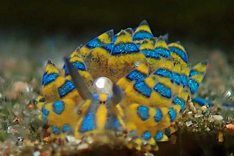 Bulakan