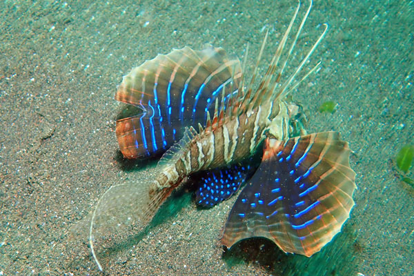 Bulakan