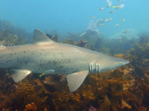 Bushrangers Bay
