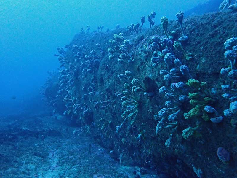 Bypass Reef
