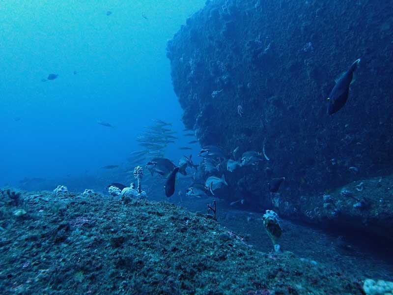 Bypass Reef