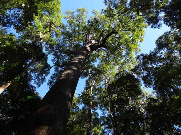 Fraser Island
