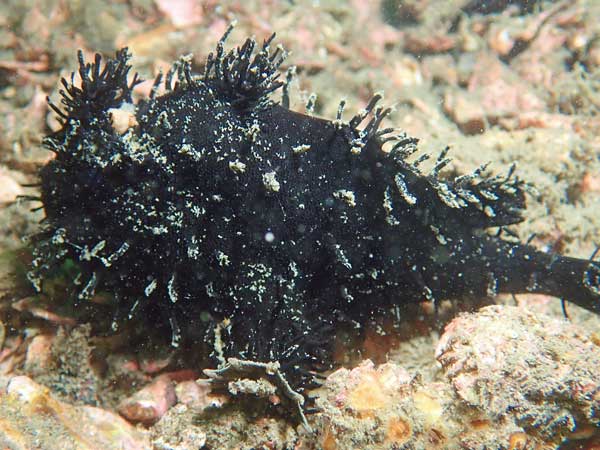 Striated anglerfish