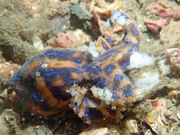 Blue-ringed octopus
