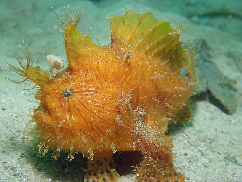 Striated Anglerfish