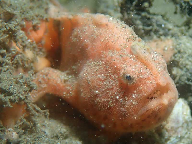 Striated anglerfish