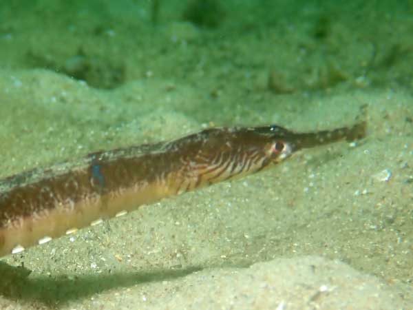 Pipefish