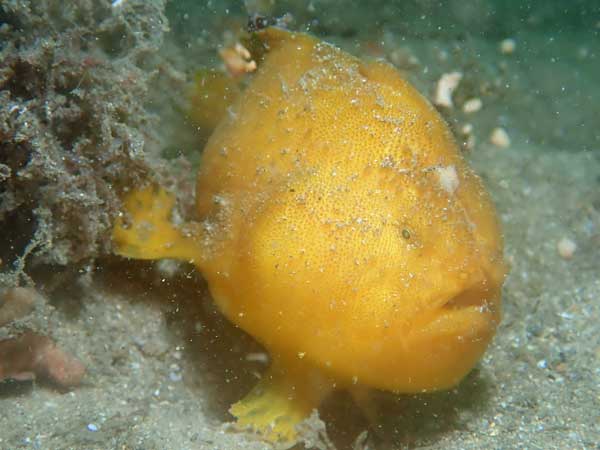 Striated Anglerfish