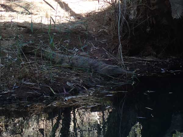 Cobbold Gorge