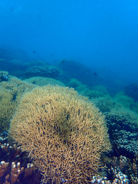 Lord Howe Island
