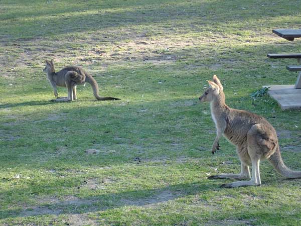 Wollemi NP