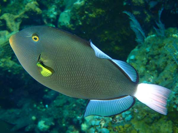 Coral Gardens