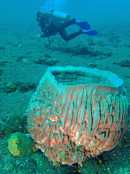 Coral Gardens