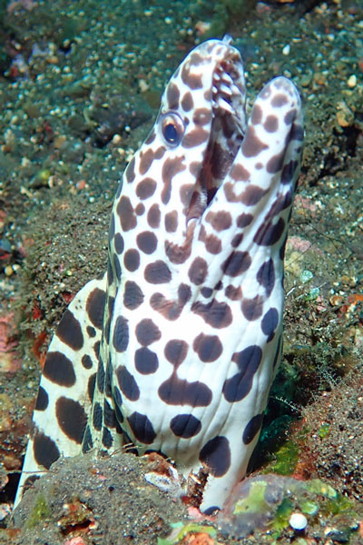 Coral Gardens