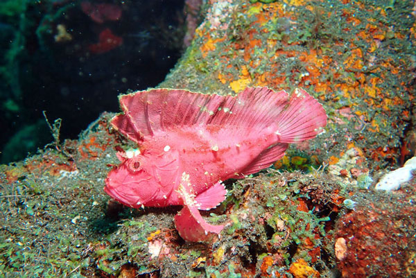 Coral Gardens