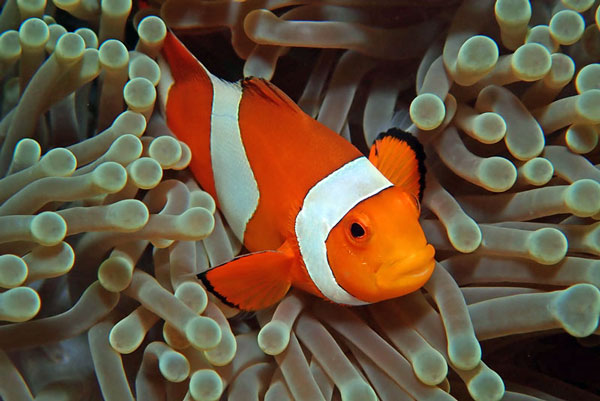 Coral Gardens