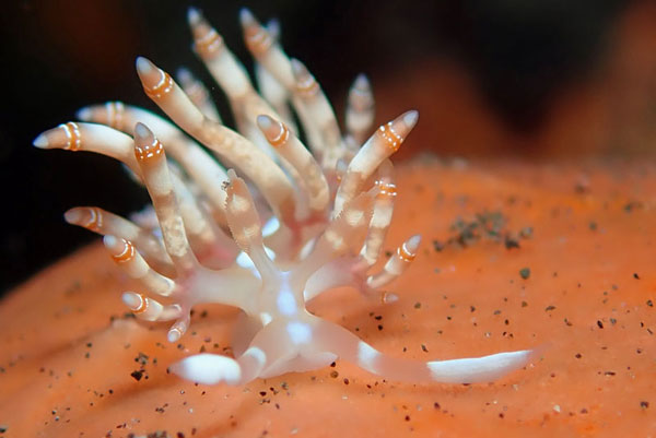 Coral Gardens
