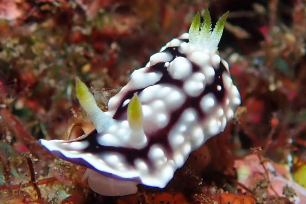 Coral Gardens