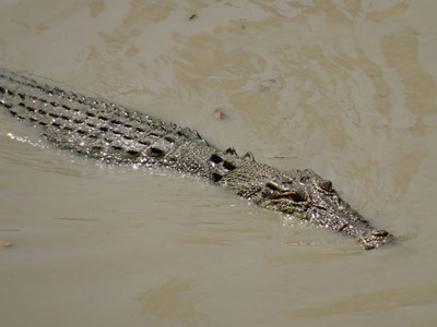 East Aligator River
