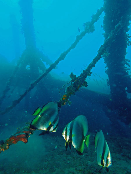 Dari Laut