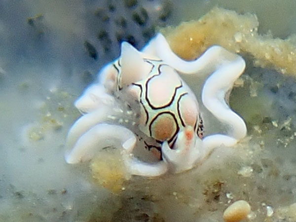 Dari Laut