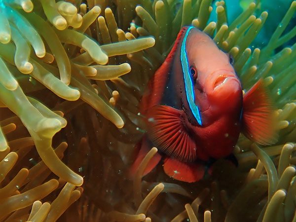 Dari Laut