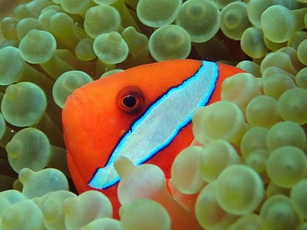 Dari Laut