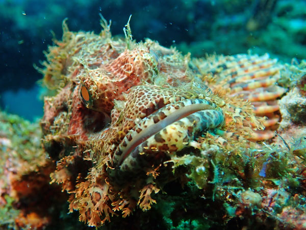 Dari Laut