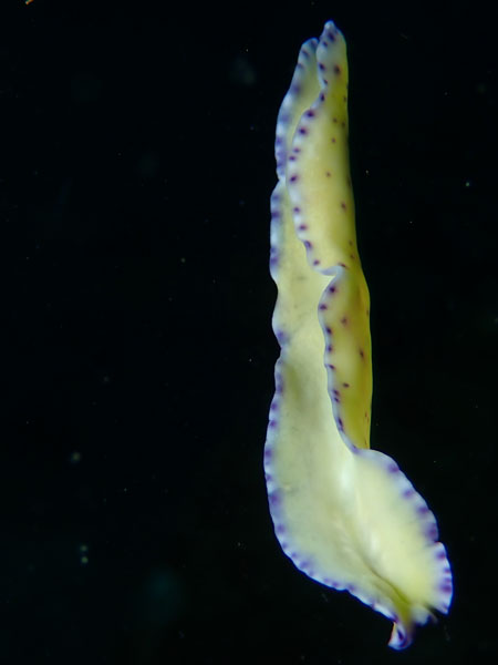 Dari Laut