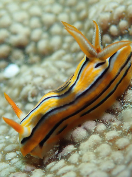 Dari Laut