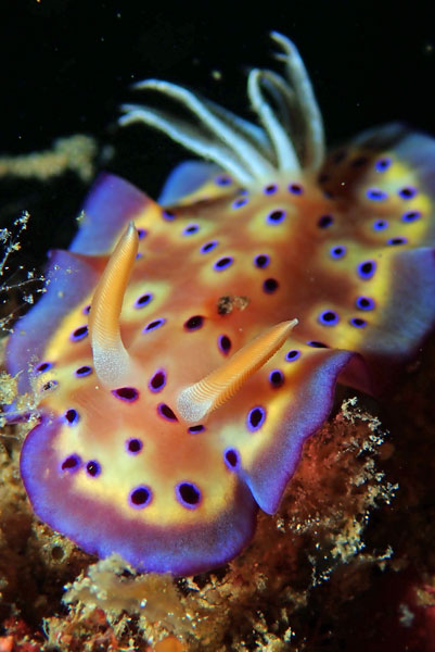 Dari Laut