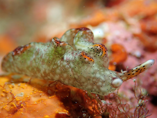 Dari Laut