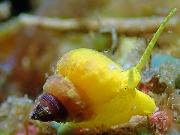 Dari Laut