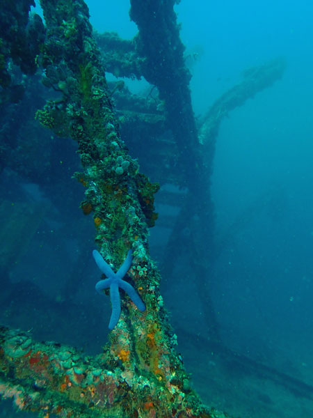 Dari Laut