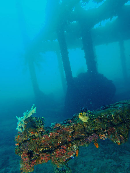 Dari Laut