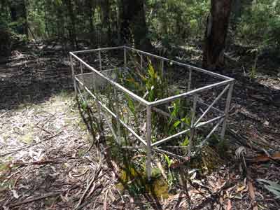 Stringybark Creek