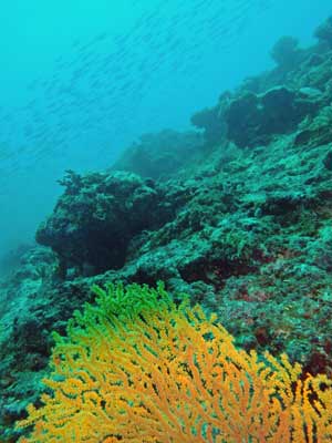 Entourage Reef