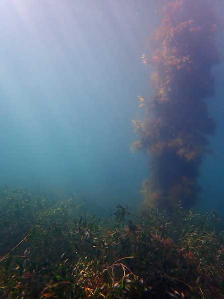 Flinders Pier