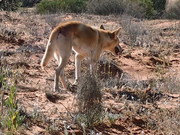 Simpson Desert