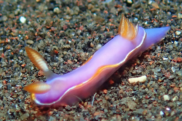 Gerombong