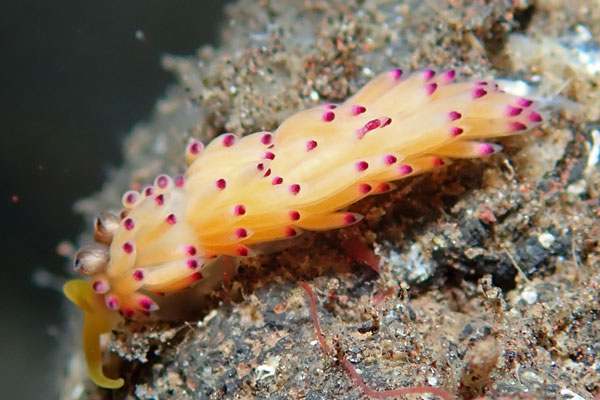 Gerombong