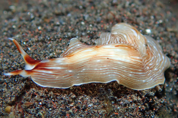 Gerombong