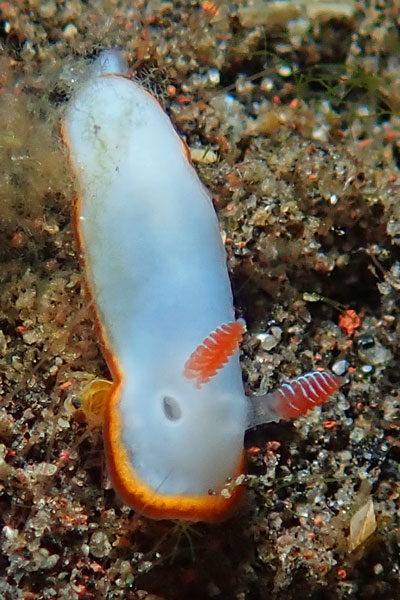 Gerombong