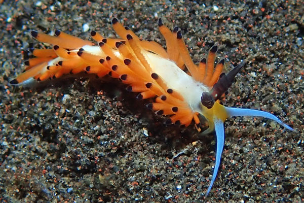 Gerombong