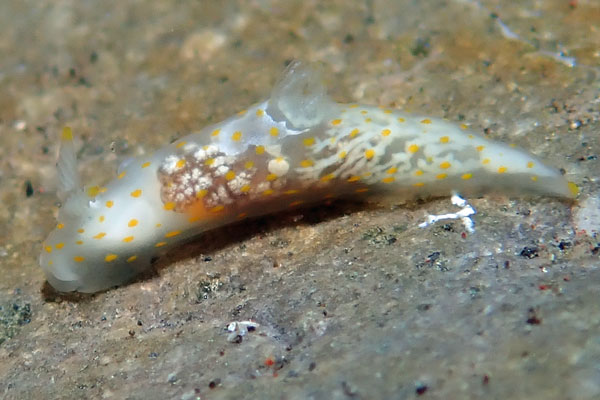 Gerombong